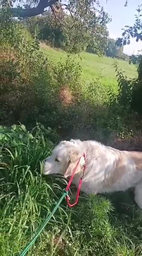 Mixed Breed dogs for adoption: RAFFI, a Gentle Giant Looking for His Loving Home - Video 4