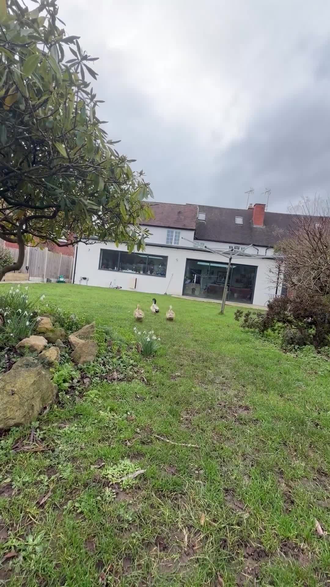 Ducks poultry for sale: Miniature Silver Appleyard Ducks – Semi Tame - Video 2