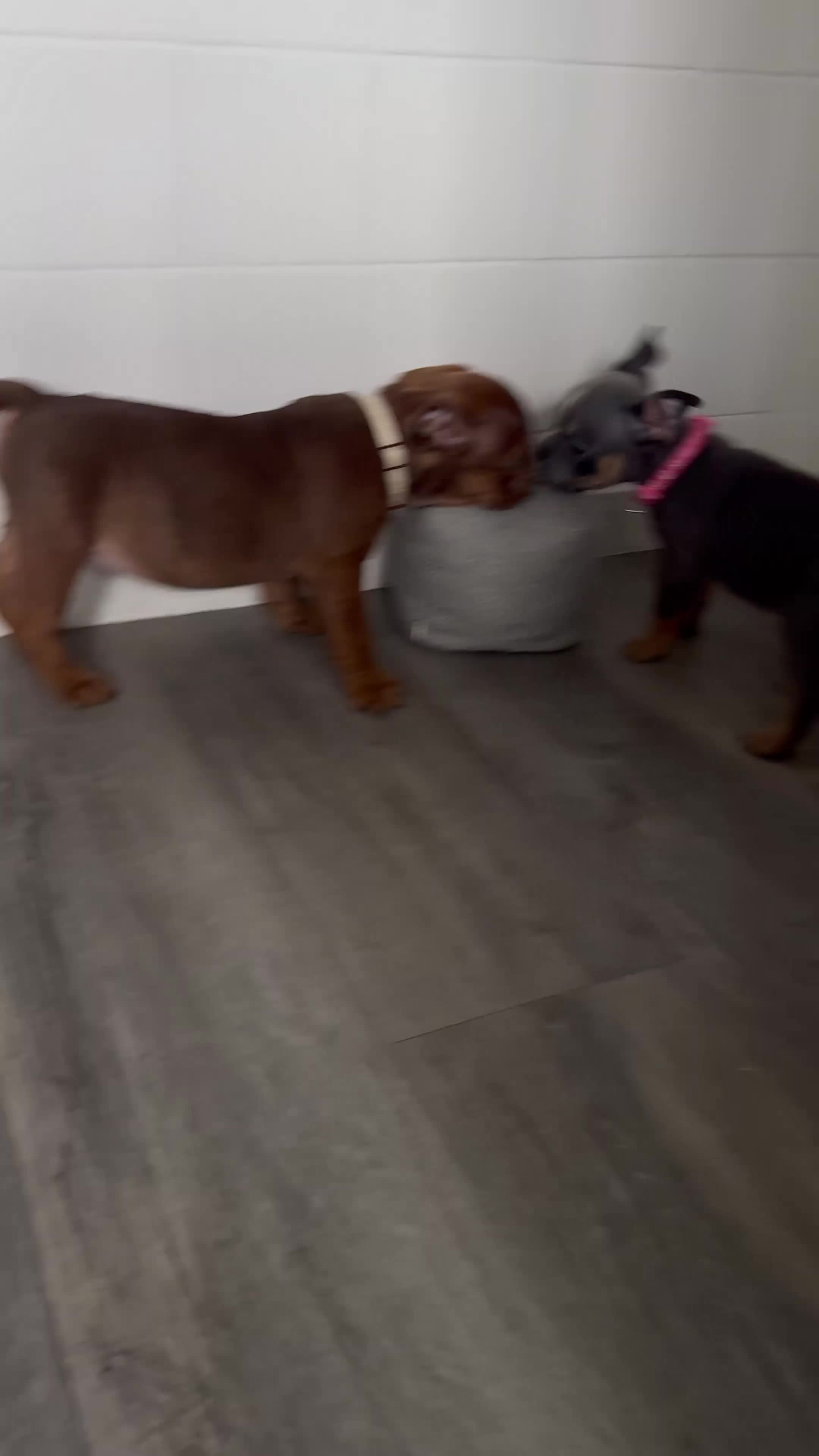 English Bulldog dogs for sale: English bulldogs !REDUCED PRICE! - Video 2