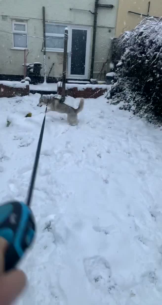 Siberian Husky dogs for stud: Proven Siberian Husky Stud - Video 2