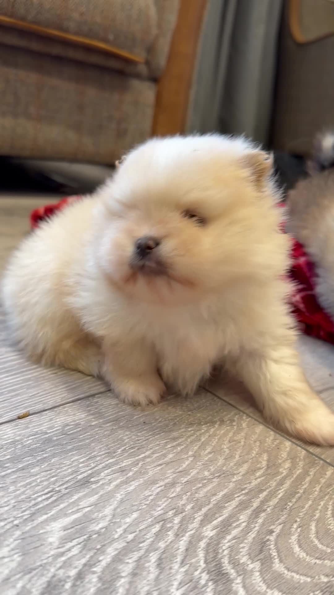 Pomeranian dogs for sale: Kc cream thick fur Pomeranian male puppy - Video 3