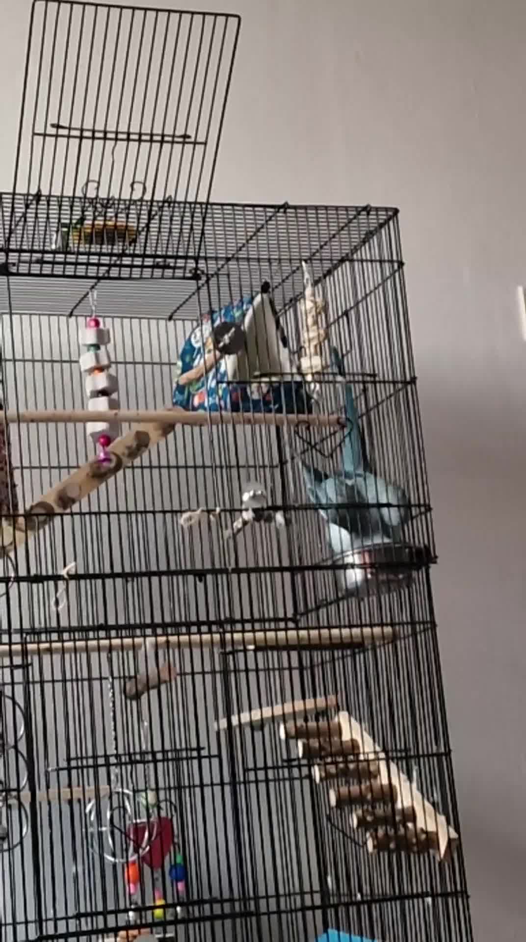 Ringnecks birds for sale: Blue Female Indian Ringneck with cage & much more. - Video 3