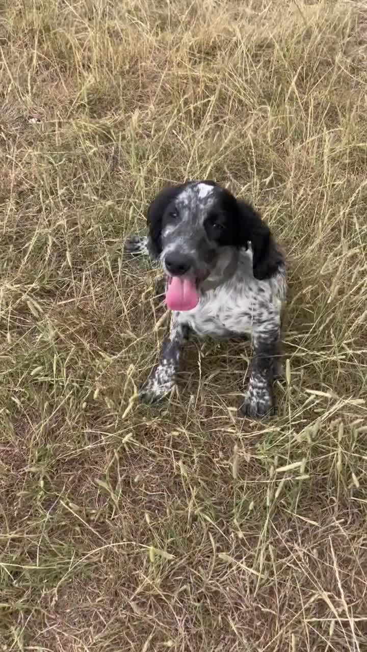 Sprocker dogs for sale: Sprocker pup - Video 1