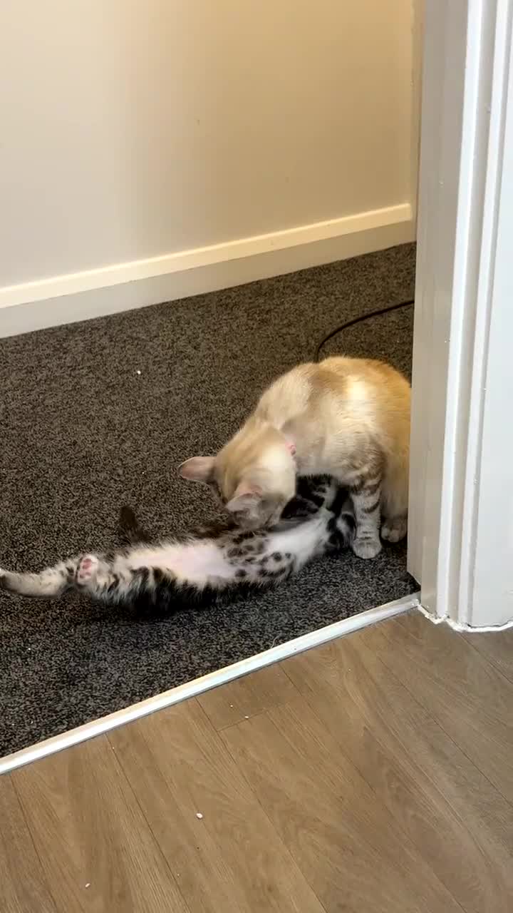 Bengal cats for sale: 3 bengal cross kittens REDUCED  - Video 1
