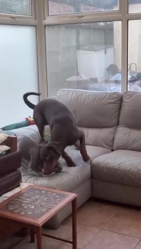 Dobermann dogs for sale: 3 & 3/4yrs Chocolate & Red Rust KC Male Dobermann - Video 1