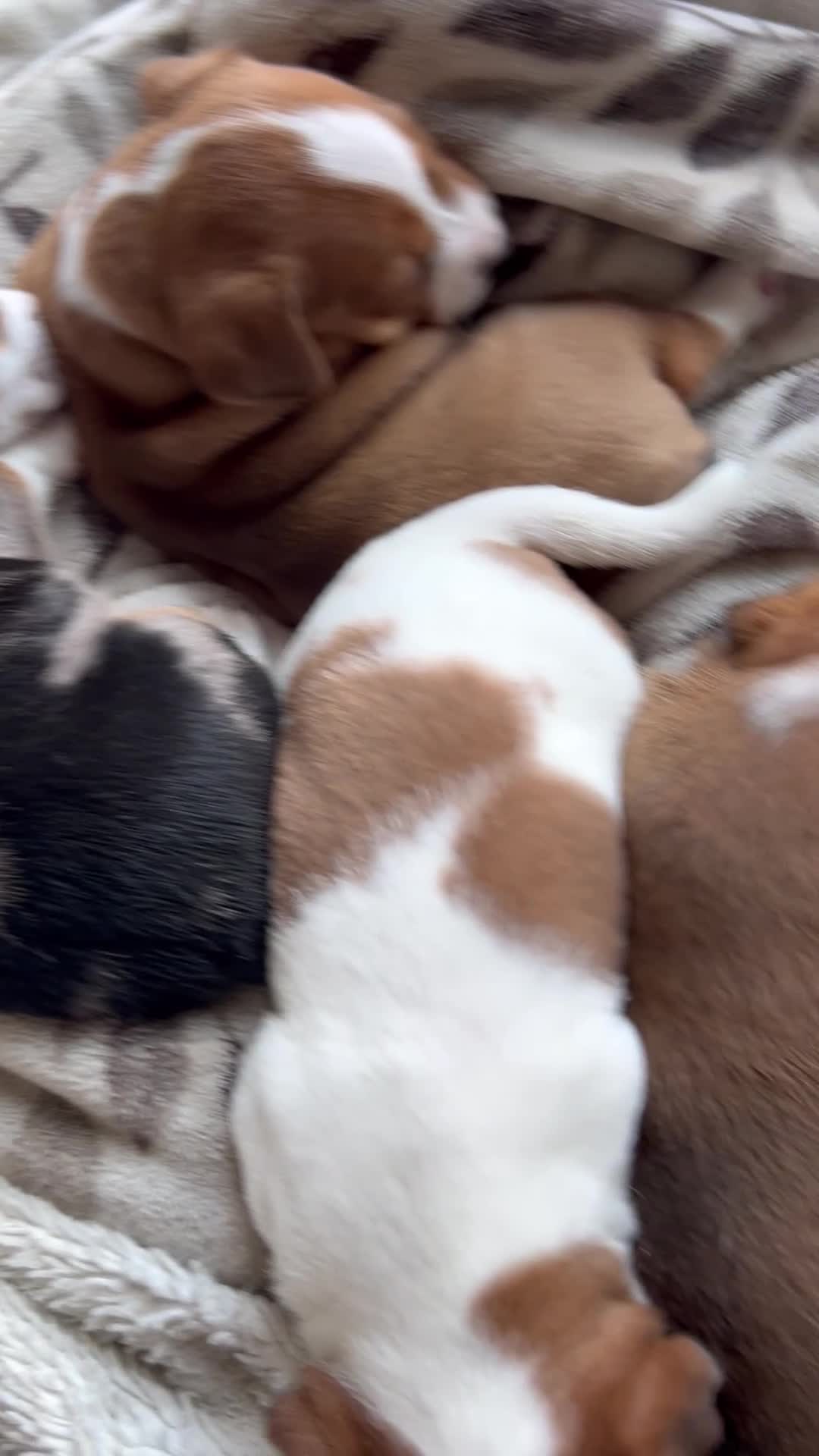 Jack Russell dogs for sale: *** 5 stunning puppies available *** - Video 5