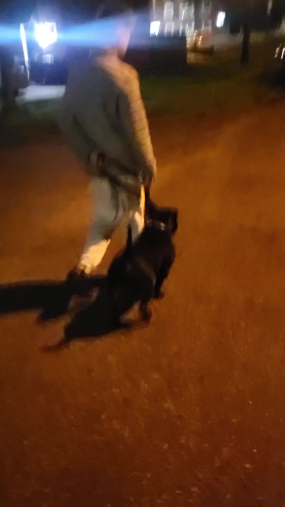 American Bully dogs for sale: ABKC registered male - Video 1