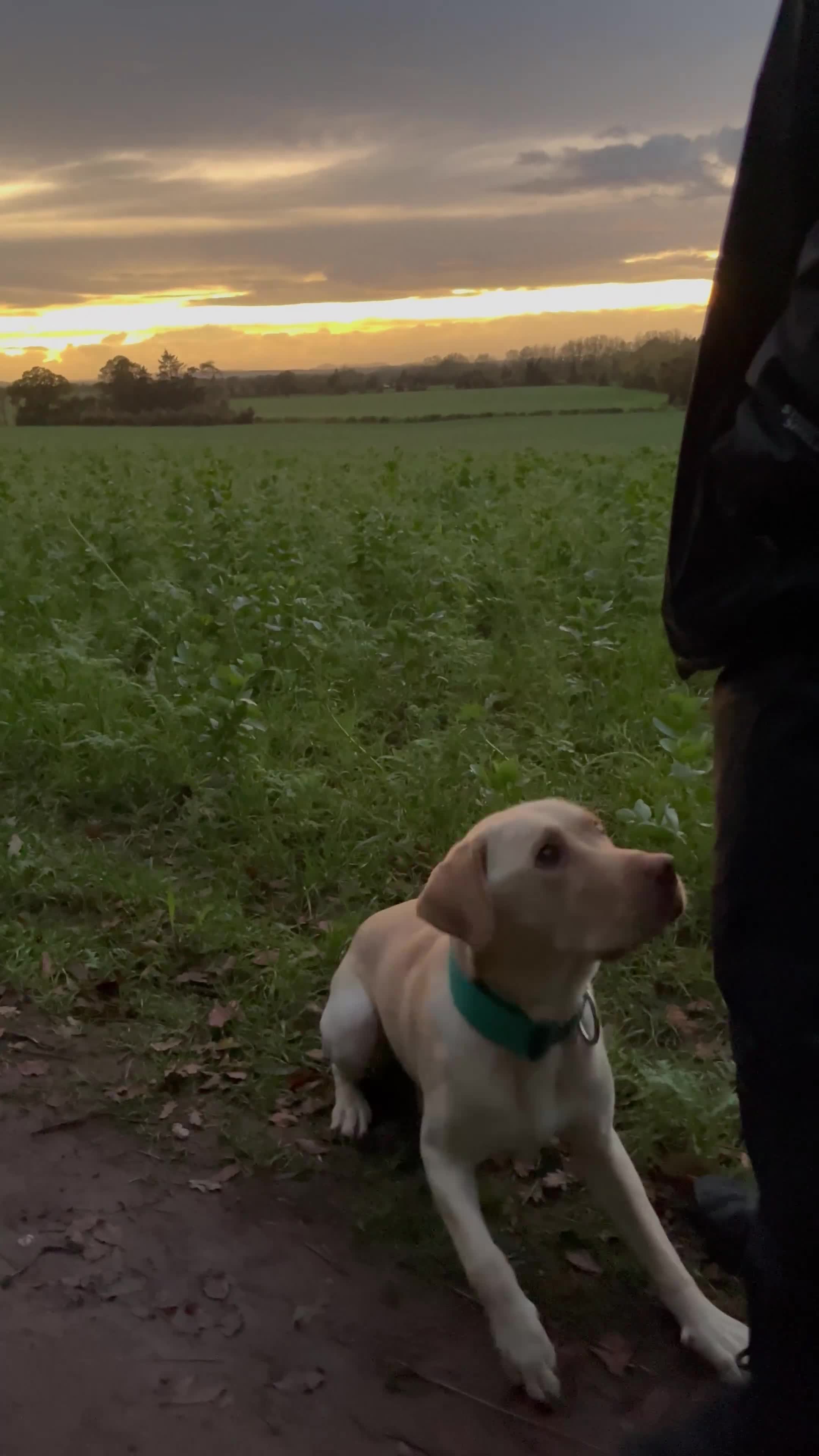 Labrador Retriever dogs for sale: Fully Trained Whiskey 🥃  - Video 3