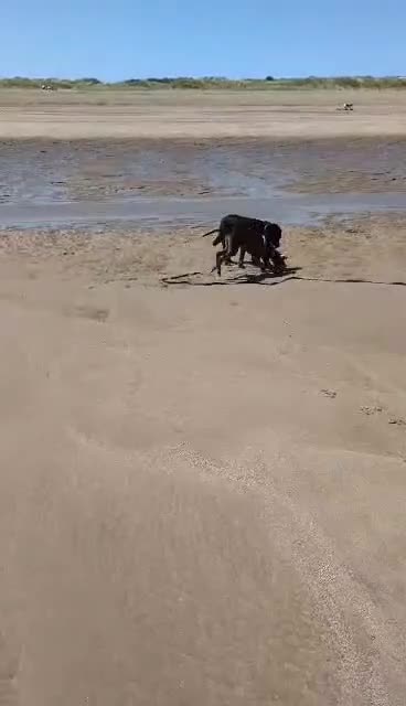 Mixed Breed dogs for adoption: 🐾 Meet James — Jamie to his friends ❤️ - Video 3