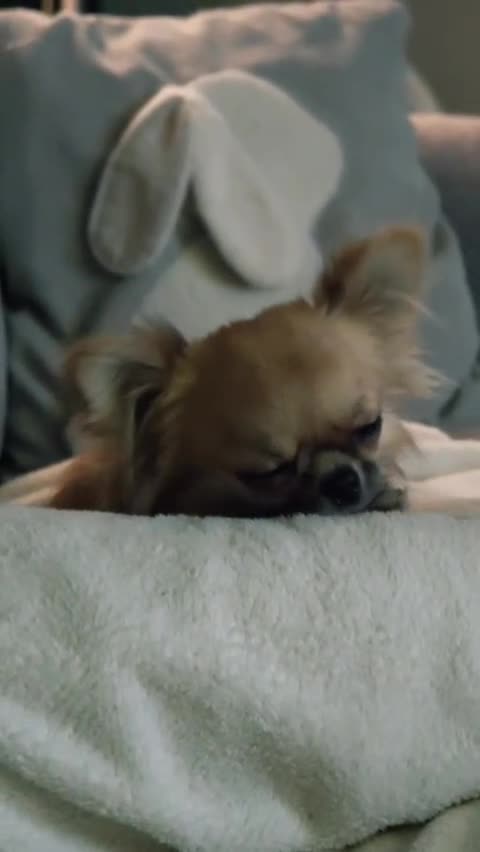 Chihuahua dogs for sale: Chihuahua Longhair Europe PL in Telford - Video 3