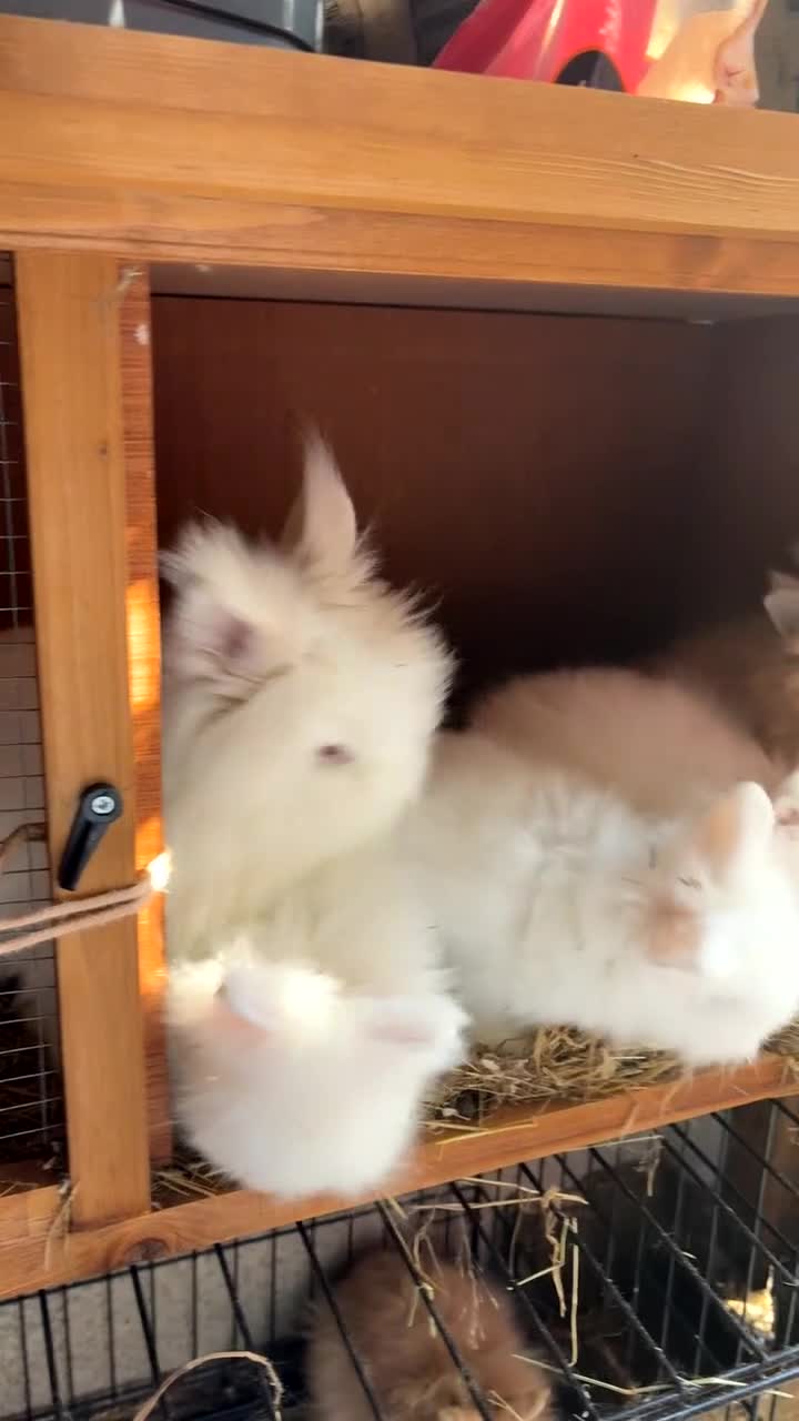 Lionhead rabbits for sale: 2 boys rabbits w blue eyes left to purchase  - Video 1