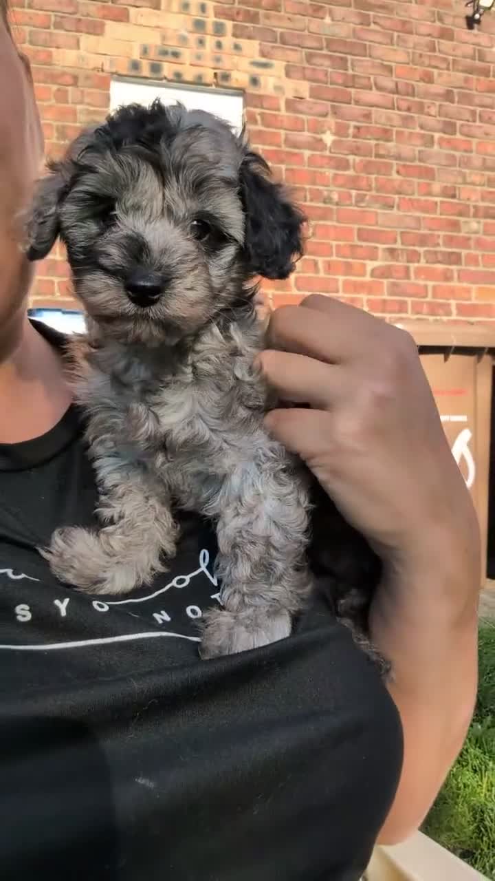 Cockapoo dogs for sale: Cockapoo pups f2b ready to leave 7th October  in Manchester - Video 2