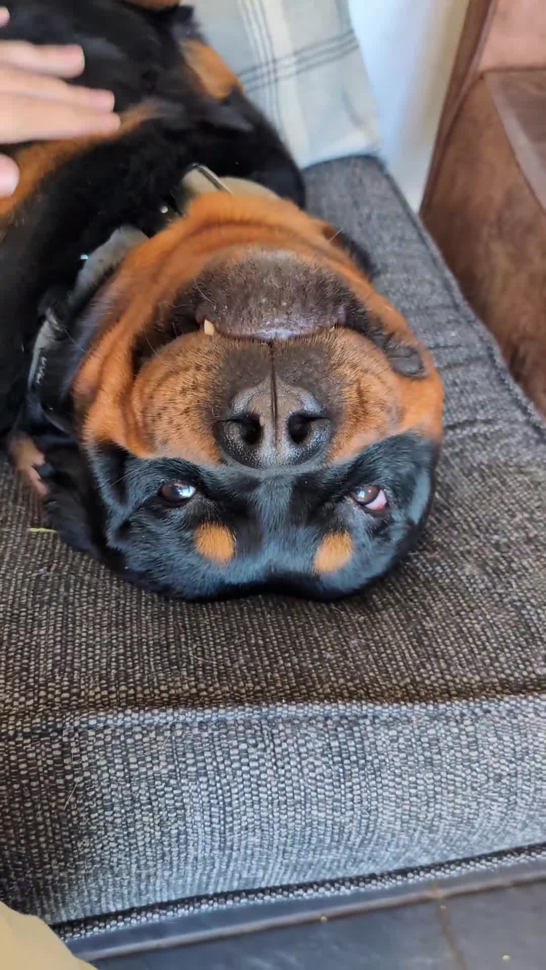 Rottweiler dogs for stud: KC register proven boy - Video 2