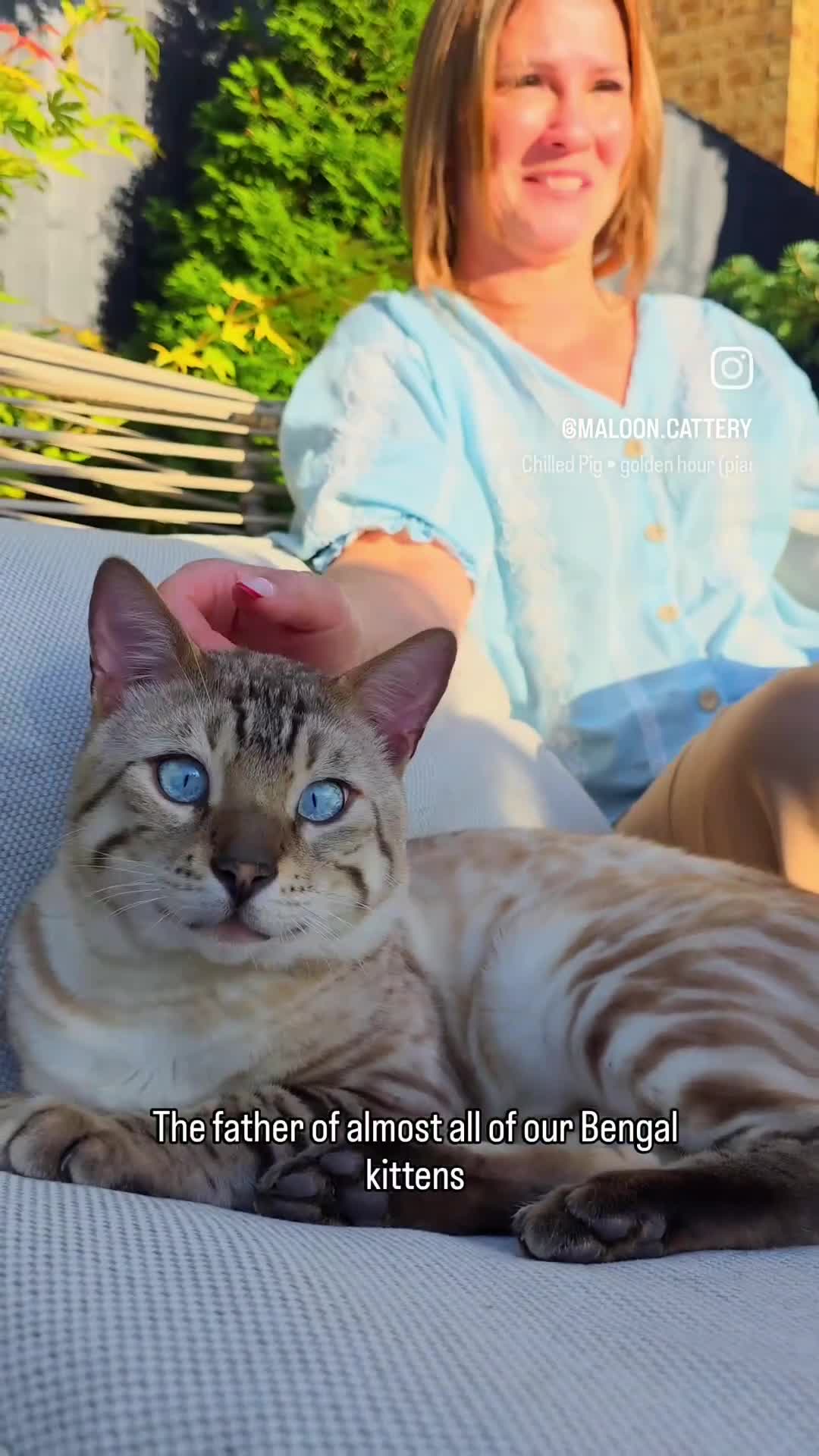 Bengal cats for sale: SNOW LYNX PURE BENGAL BOY-Frankie-Top Personality - Video 2