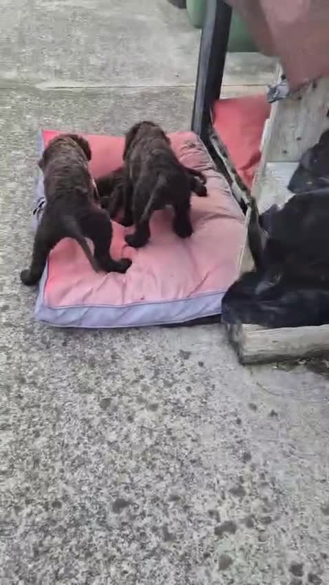 Irish Water Spaniel dogs for sale: Irish water spaniel - Video 2