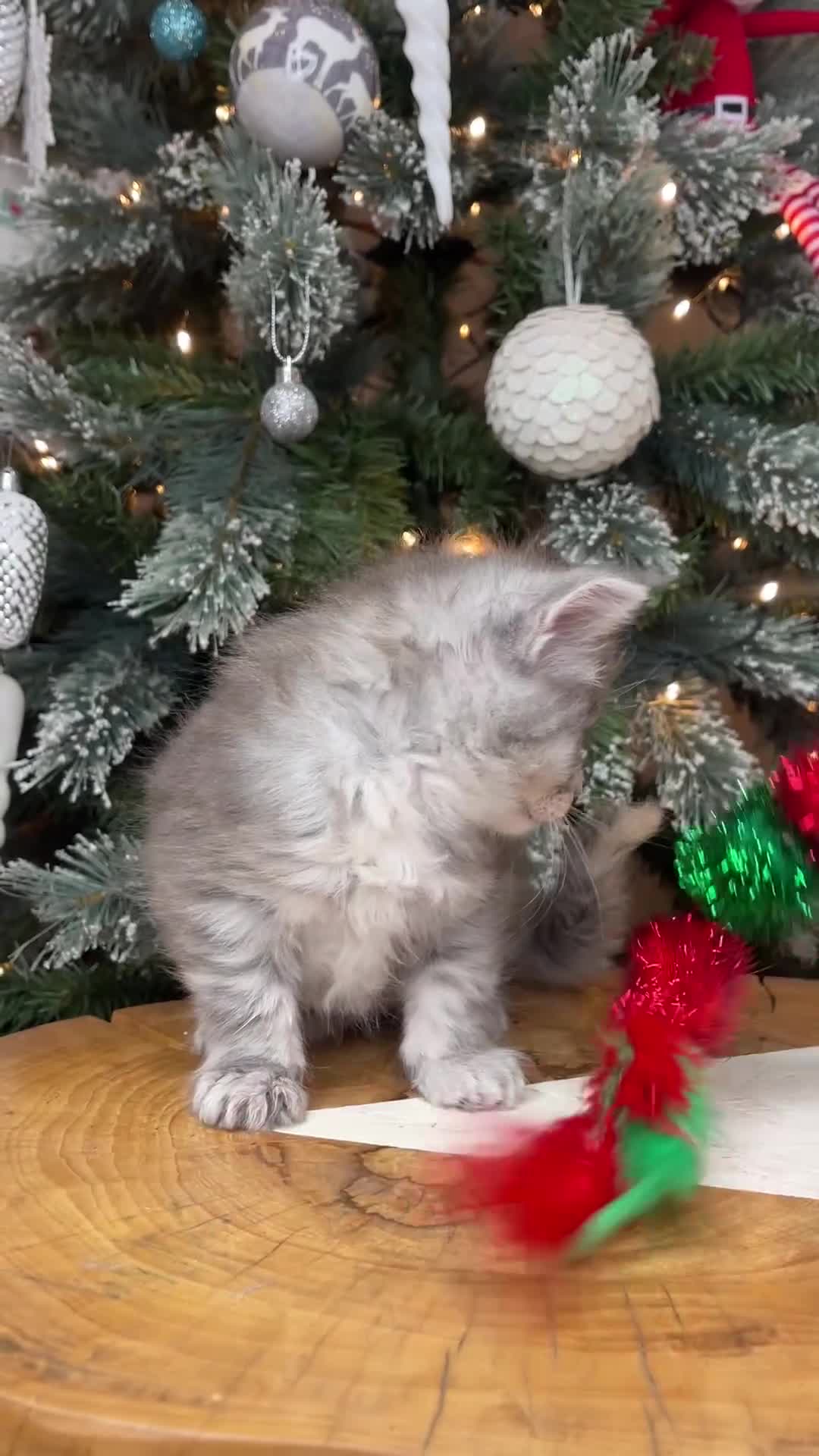 Maine Coon cats for sale: 💛LAST Sweet MaineCoons looking for forever home💛 - Video 3