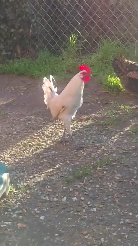 Chickens poultry for sale: Male chicken  - Video 1