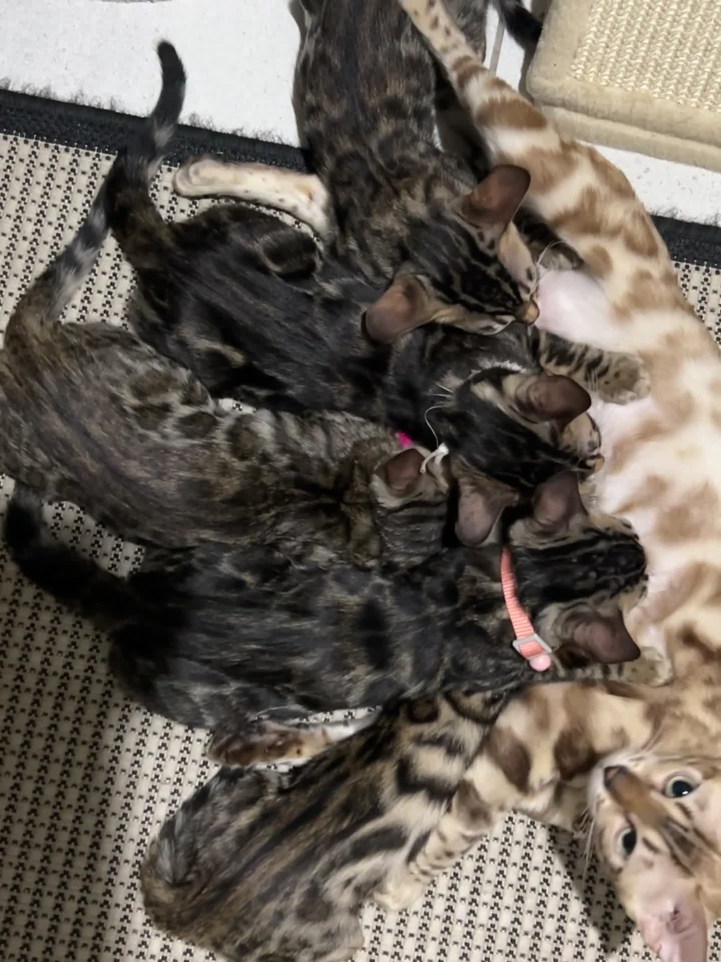 Bengal cats for sale: Beautiful Bengal Kittens, Ready now  - Video 2