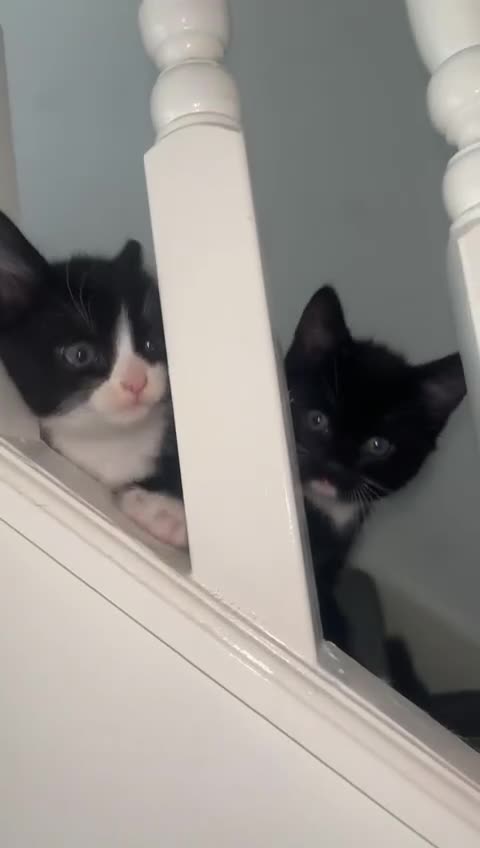 European cats for sale: Boy Cat - Video 1