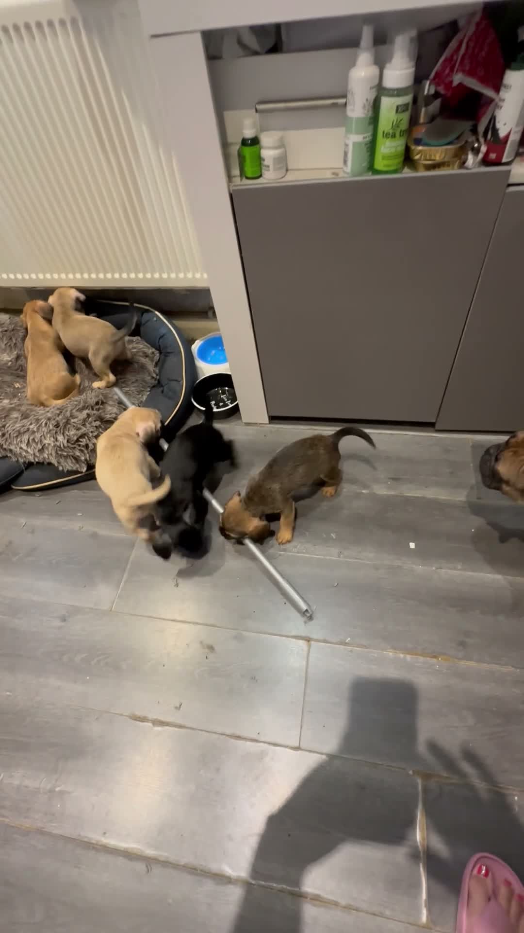 Mixed Breed dogs for sale: Beautiful puppies  - Video 1