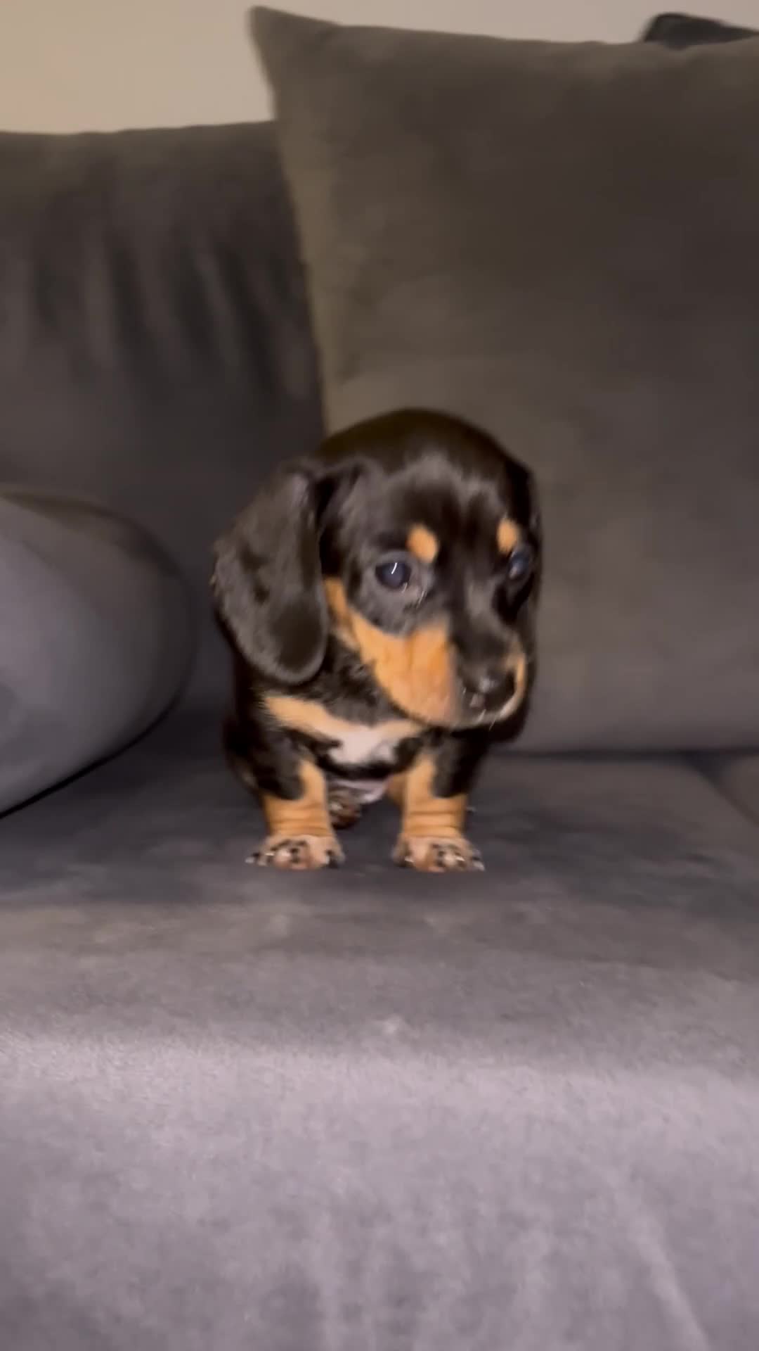 Dachshund dogs for sale: 🎅beautiful dachshund puppies🎅 - Video 4