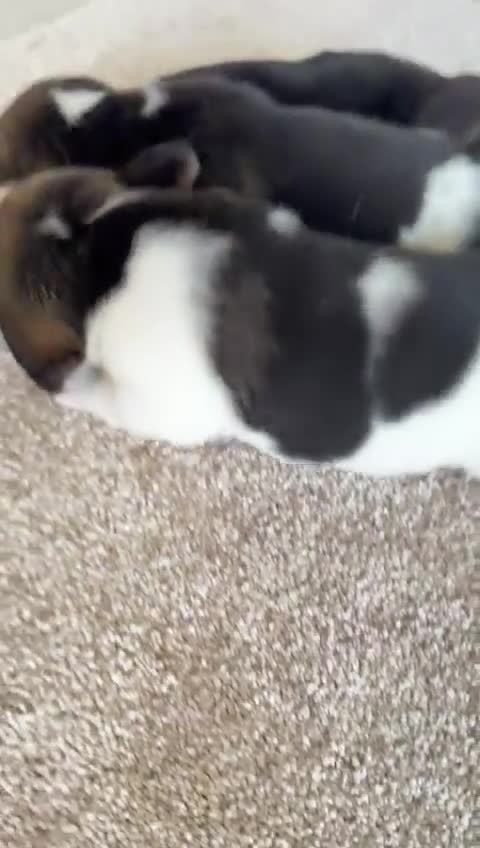 Beagle dogs for sale: Kc registered,,,  show winning beagles  - Video 3