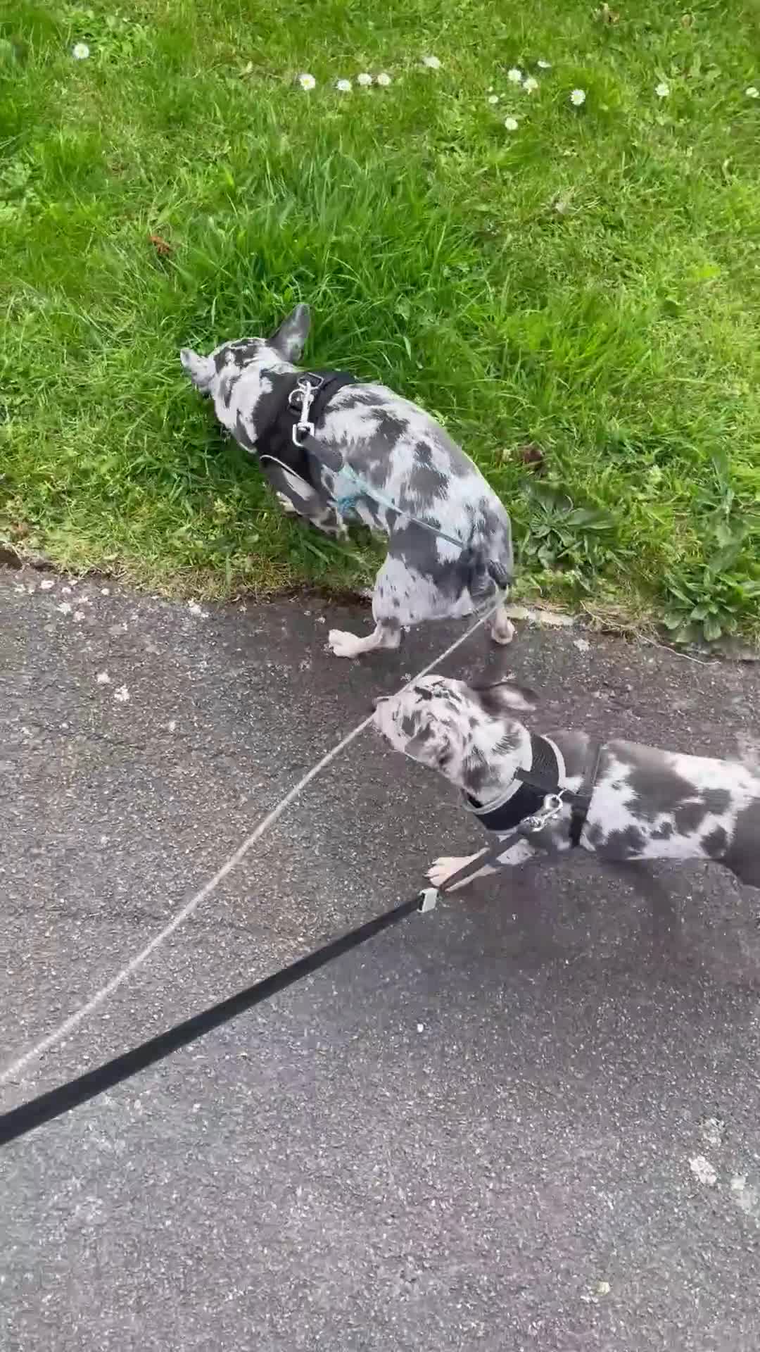 Chihuahua dogs for sale: Stunning Last Merle Boy - Video 2