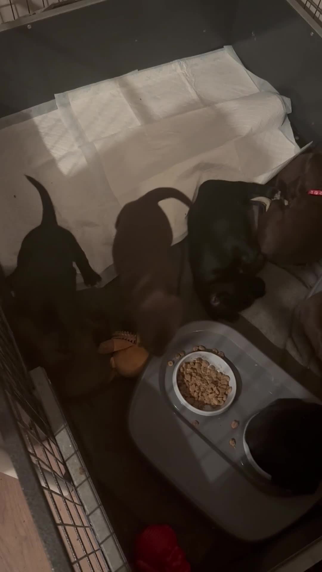 Cockerdor dogs for sale: F1 Cockerador Puppies  - Video 1