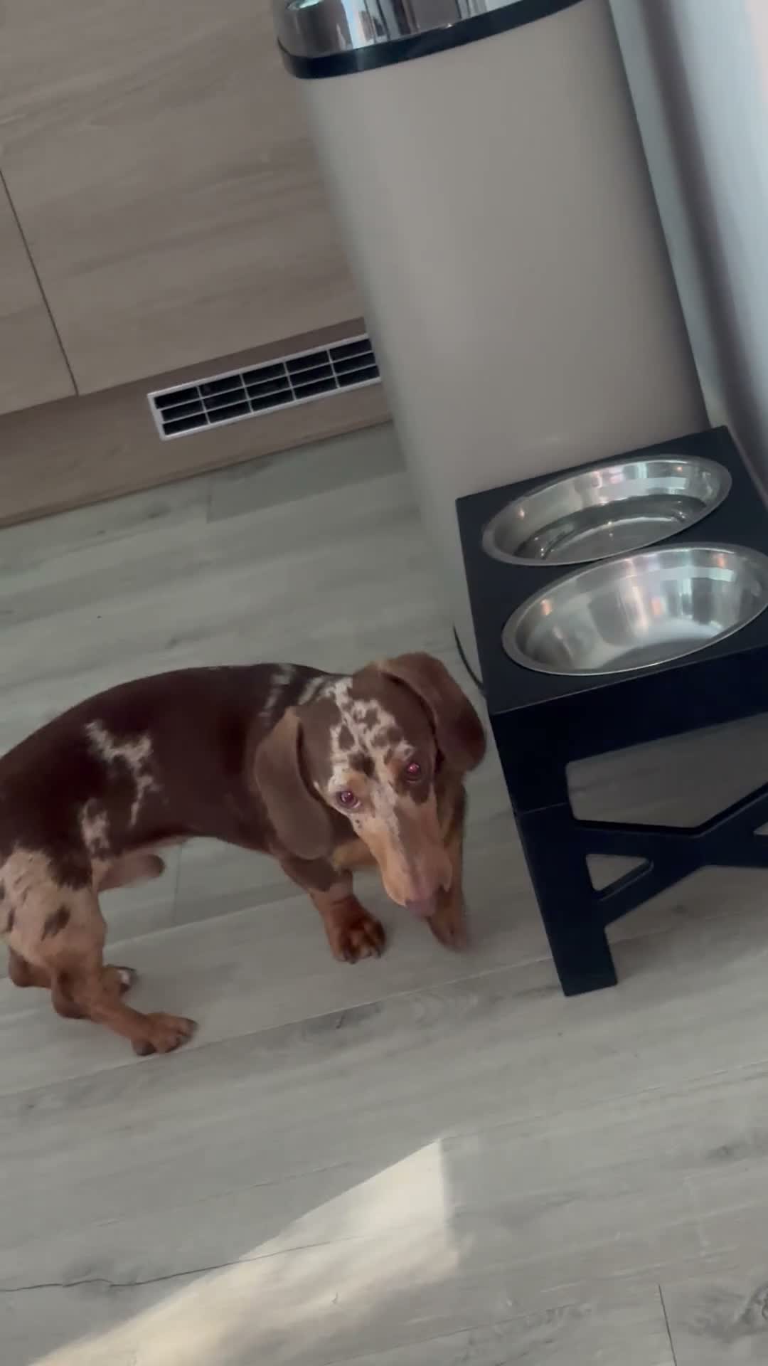 Miniature Dachshund dogs for stud: miniature dachshund dapple in Ashford - Video 2