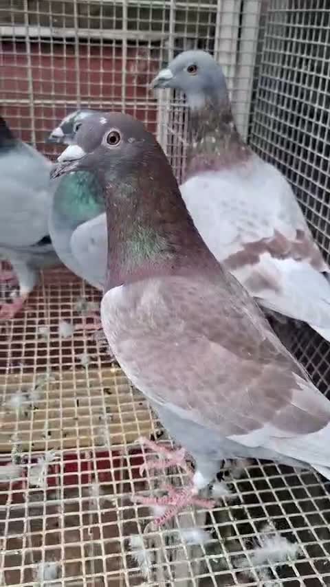 Pigeons birds for sale: RACING PIGEONS - Video 1