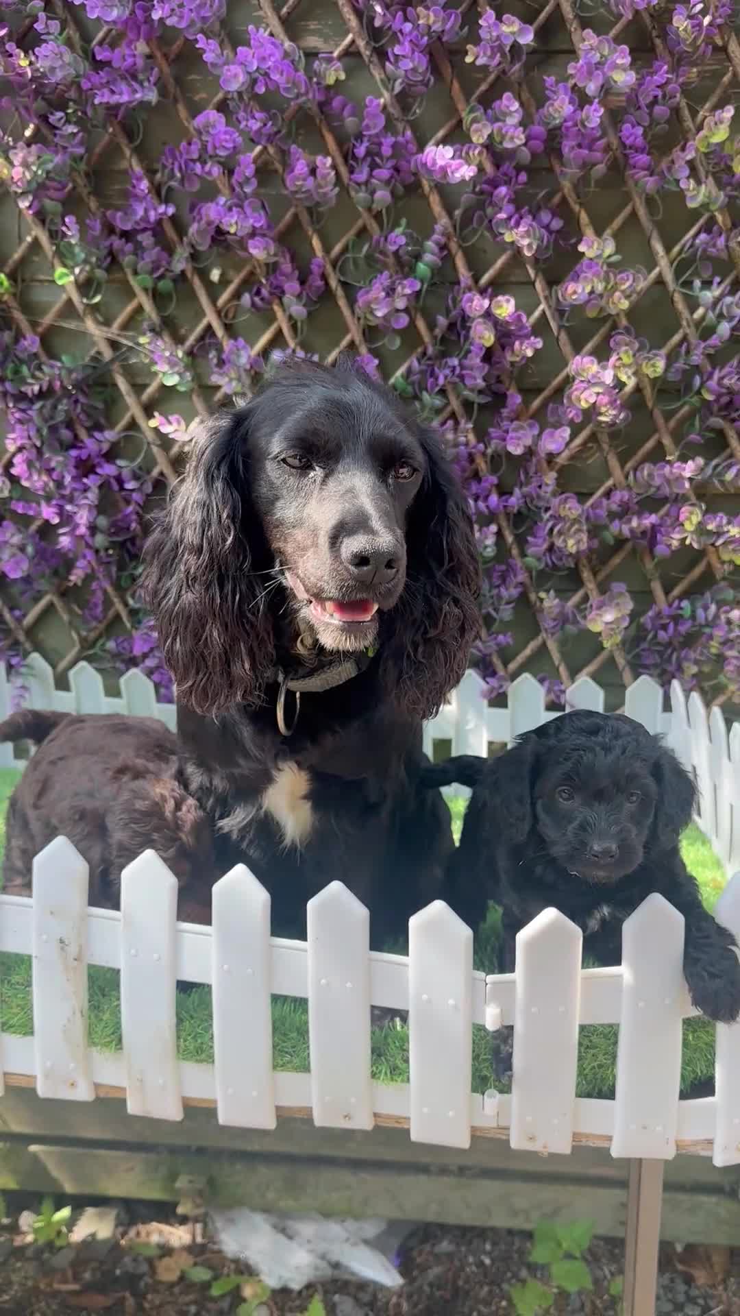 Cockapoo dogs for sale: Gorgeous Toy Cockapoo Girls - Video 1