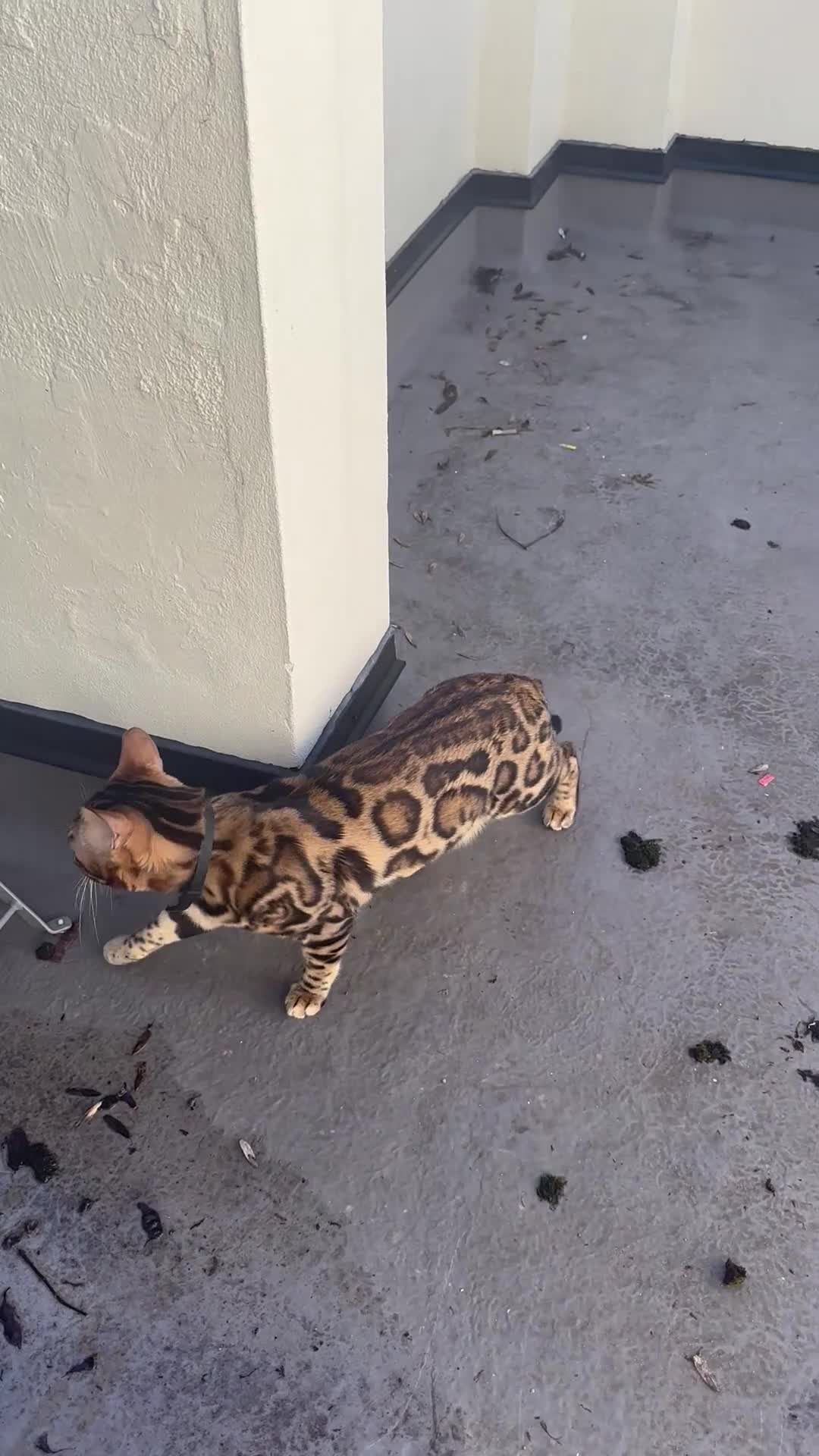 Bengal cats for sale: stunning Bengal cat male - Video 2