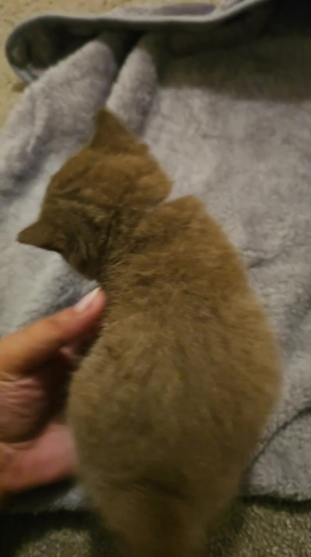 British Shorthair cats for sale: Brown British Shorthair Kittens  - Video 2