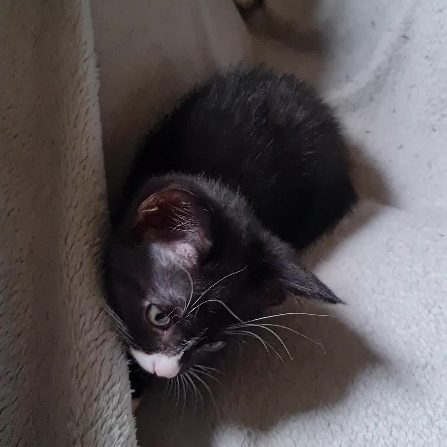 Mixed Breed cats for sale: Female kitten - Video 1