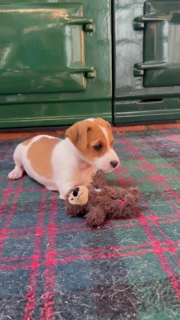 Jack Russell dogs for sale: Jack Russell puppies in Polegate - Video 1