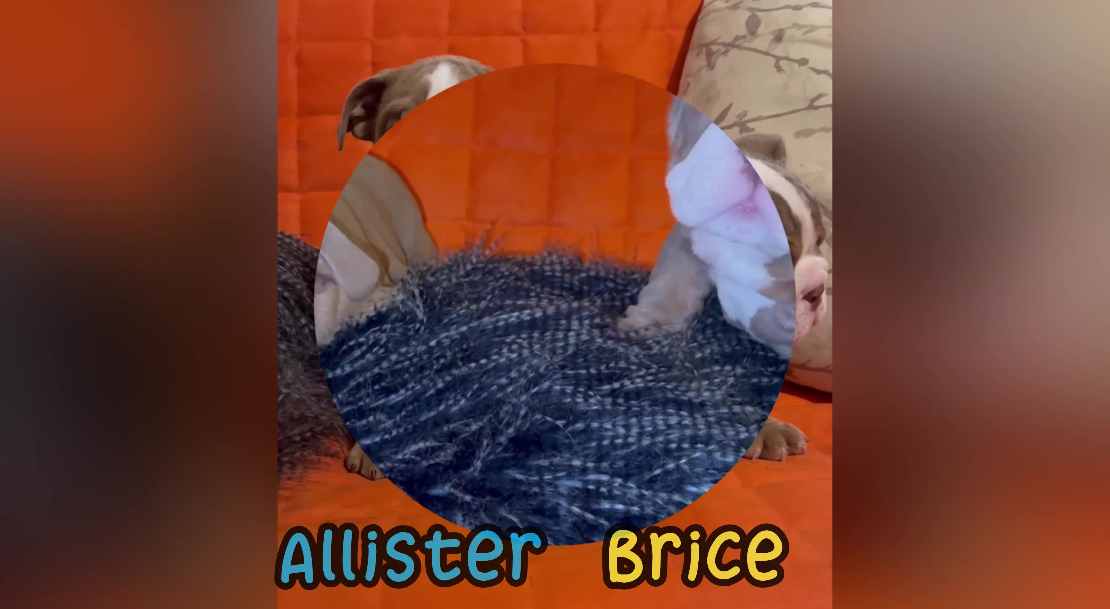 English Bulldog dogs for sale: English bulldogs pup - Video 4