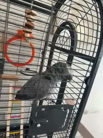 Parrots birds for sale: African grey hand tamed male parrot 18 months old  in Swadlincote - Video 1