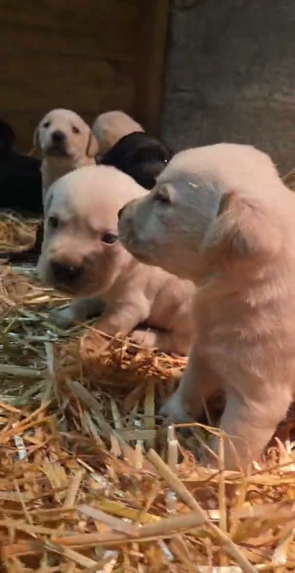 Labrador Retriever dogs for sale: Chunky Labrador pups looking for new homes - Video 1