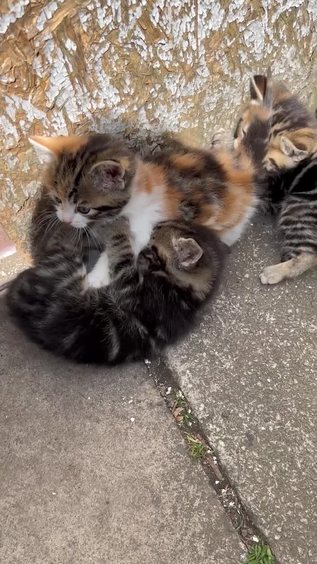Norwegian Forest Cat cats for sale:     Four Adorable Kittens - Video 2