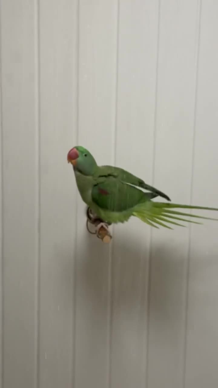 Parakeets birds for sale: DNA Certified Alexandrine Male Baby - Video 4
