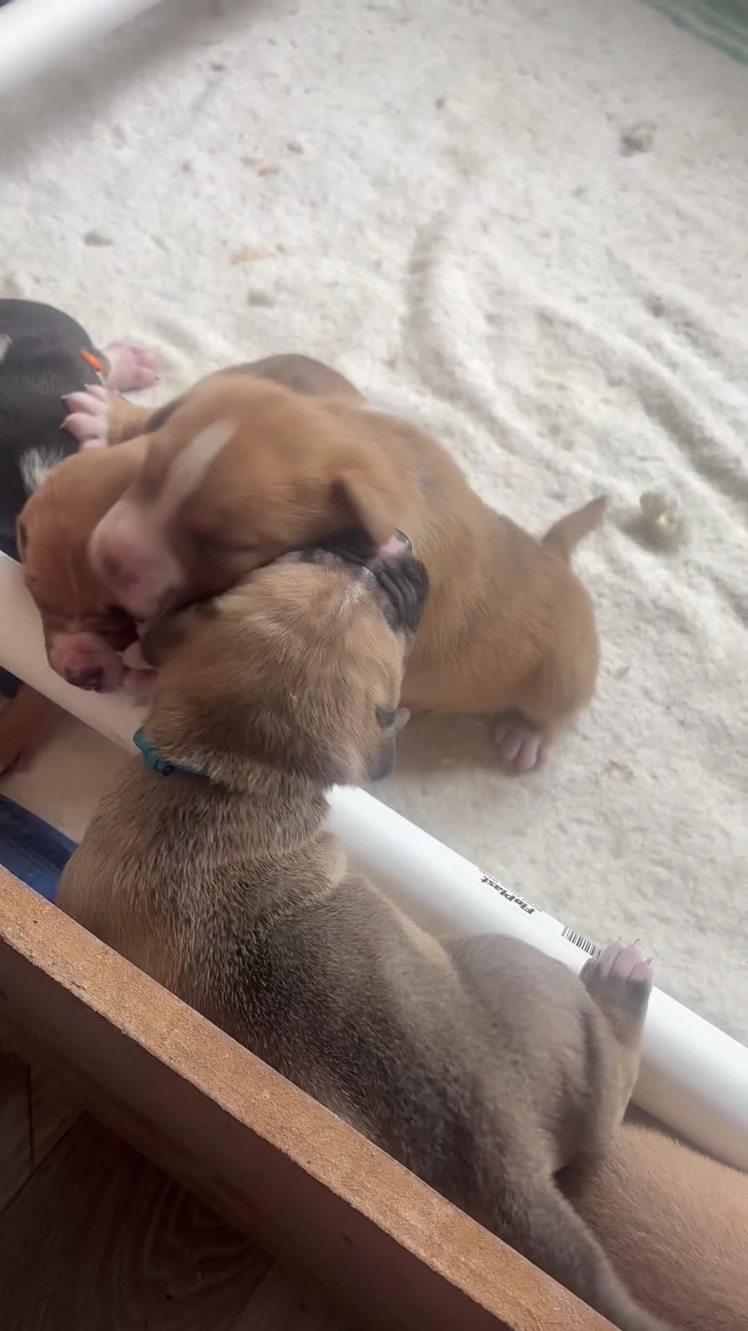 Mixed Breed dogs for sale: Stunning American bulldog staff  - Video 3