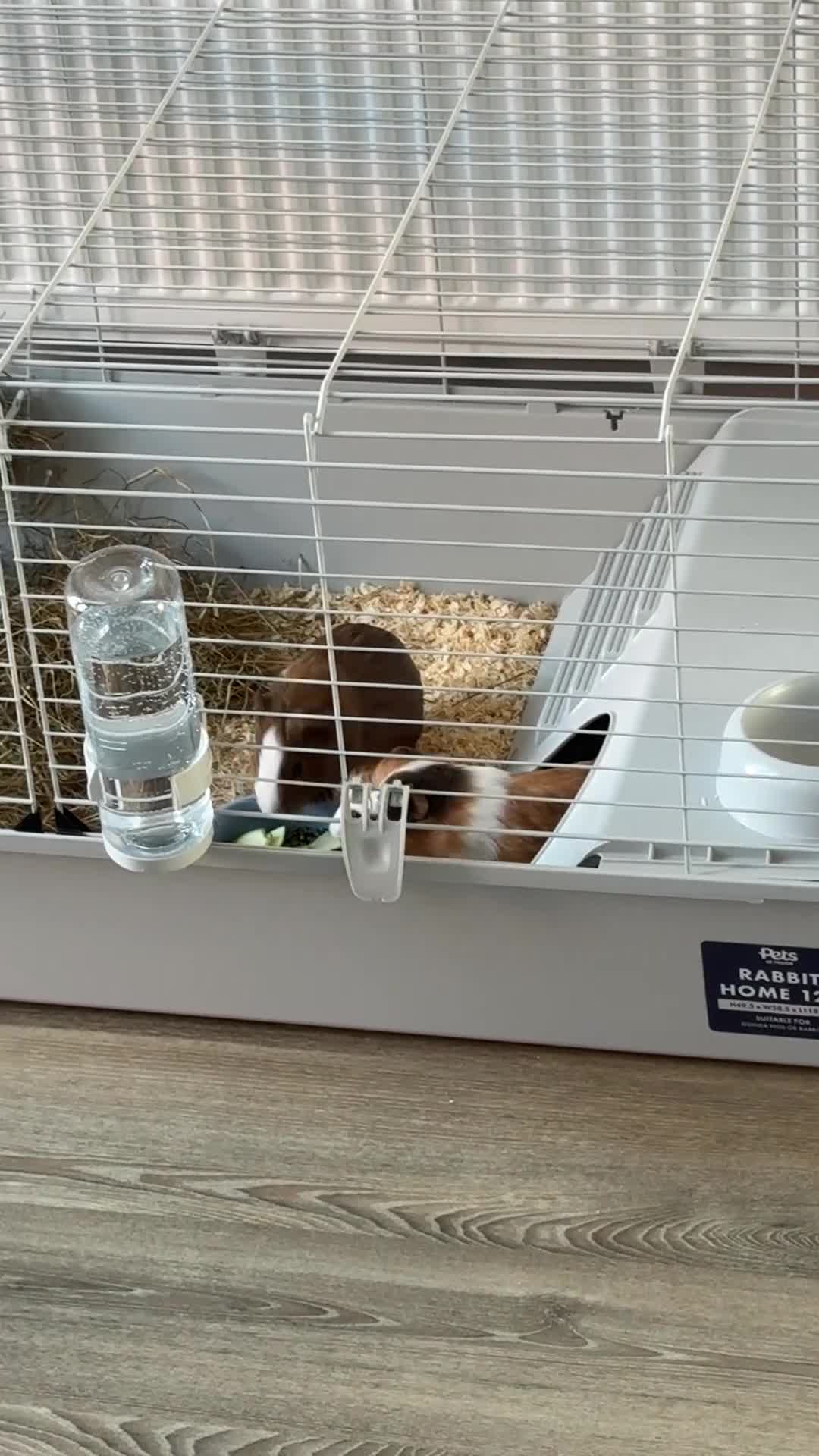 Guinea Pig rodents for sale: 2 male guinea pig for sale  in Preston - Video 1