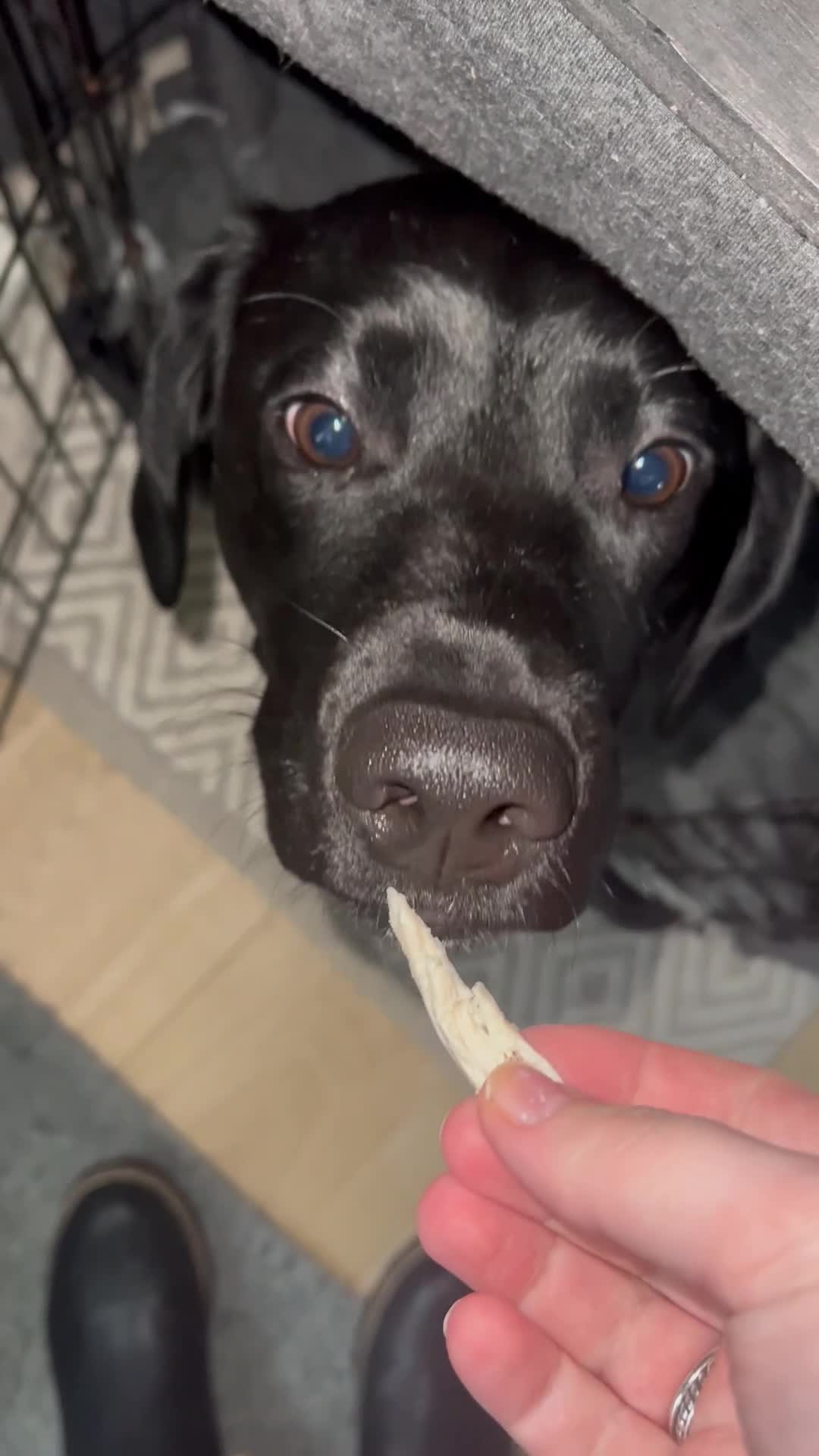 Springador dogs for sale: Springador looking for a new home  - Video 1