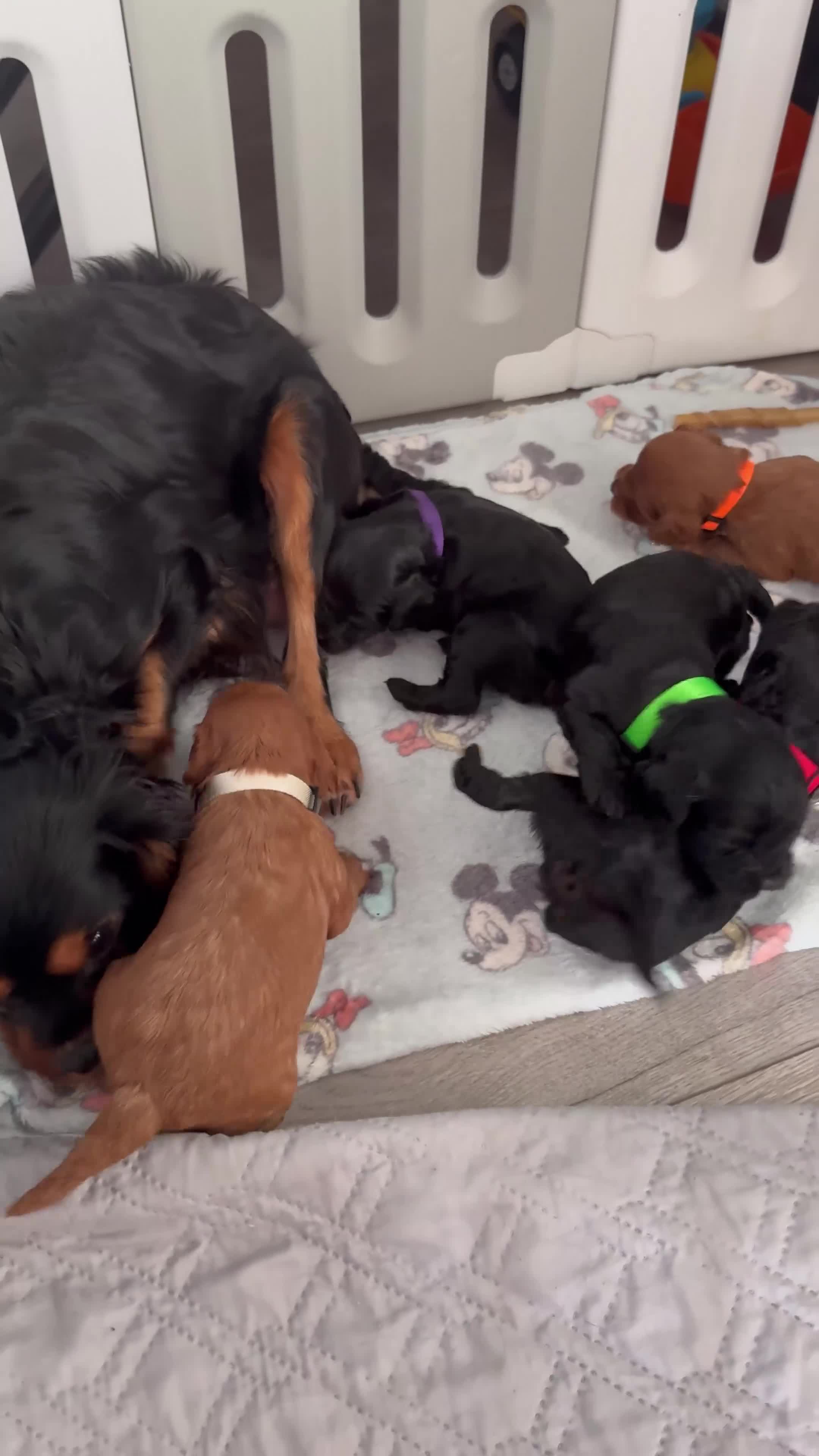 Cavapoo dogs for sale: A stunning litter of 7 little Cavapoo’s - Video 1