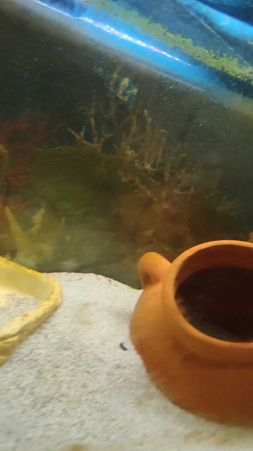 Axolotl reptiles for sale: 3 female axolotl's and full setup - Video 1