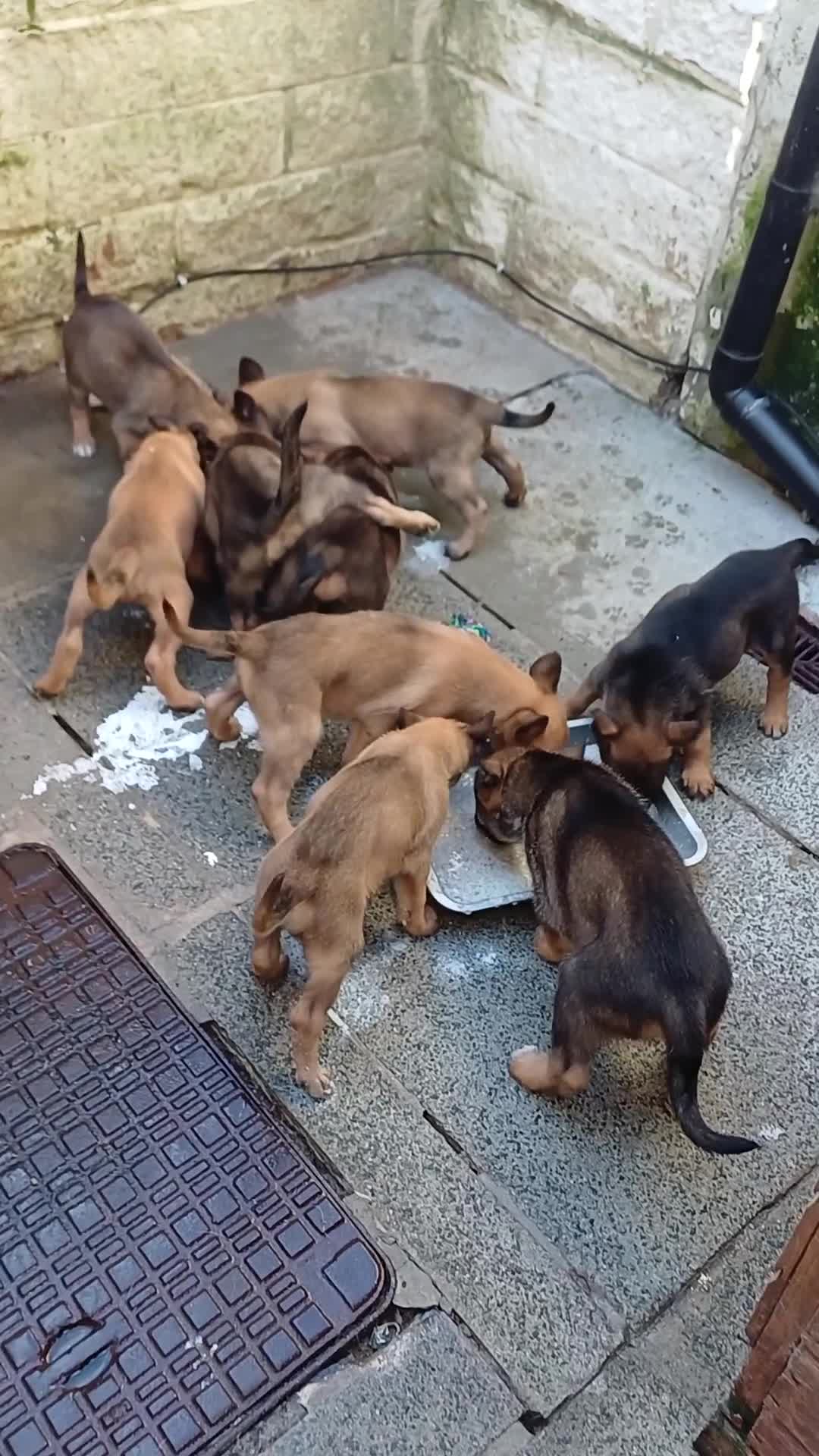 Belgian Shepherd Dog dogs for sale: Good quality Malicious puppies  in Nelson - Video 2