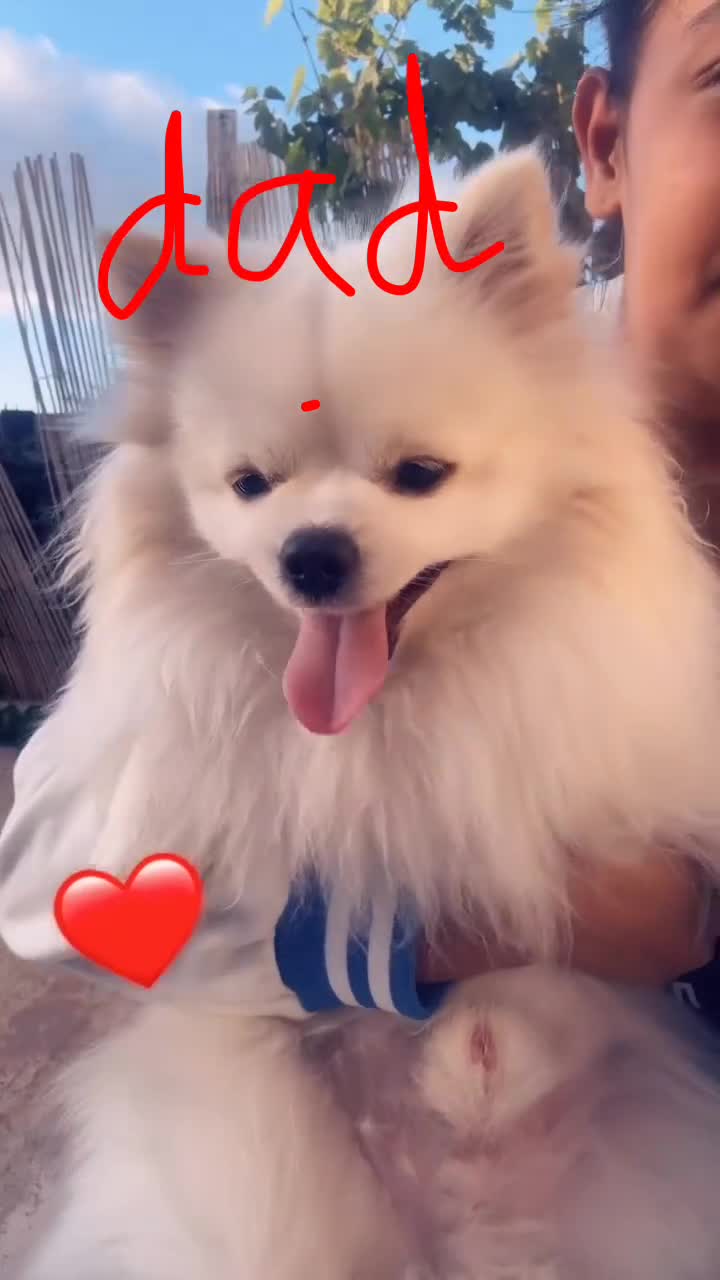 Pomeranian dogs for sale: Pomerian puppies - Video 3