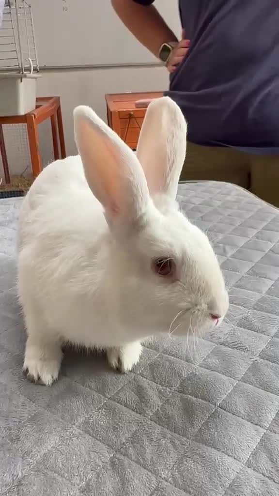 Mixed Breed rabbits for sale: Lovely mixed breed male rabbit for sale - Video 1