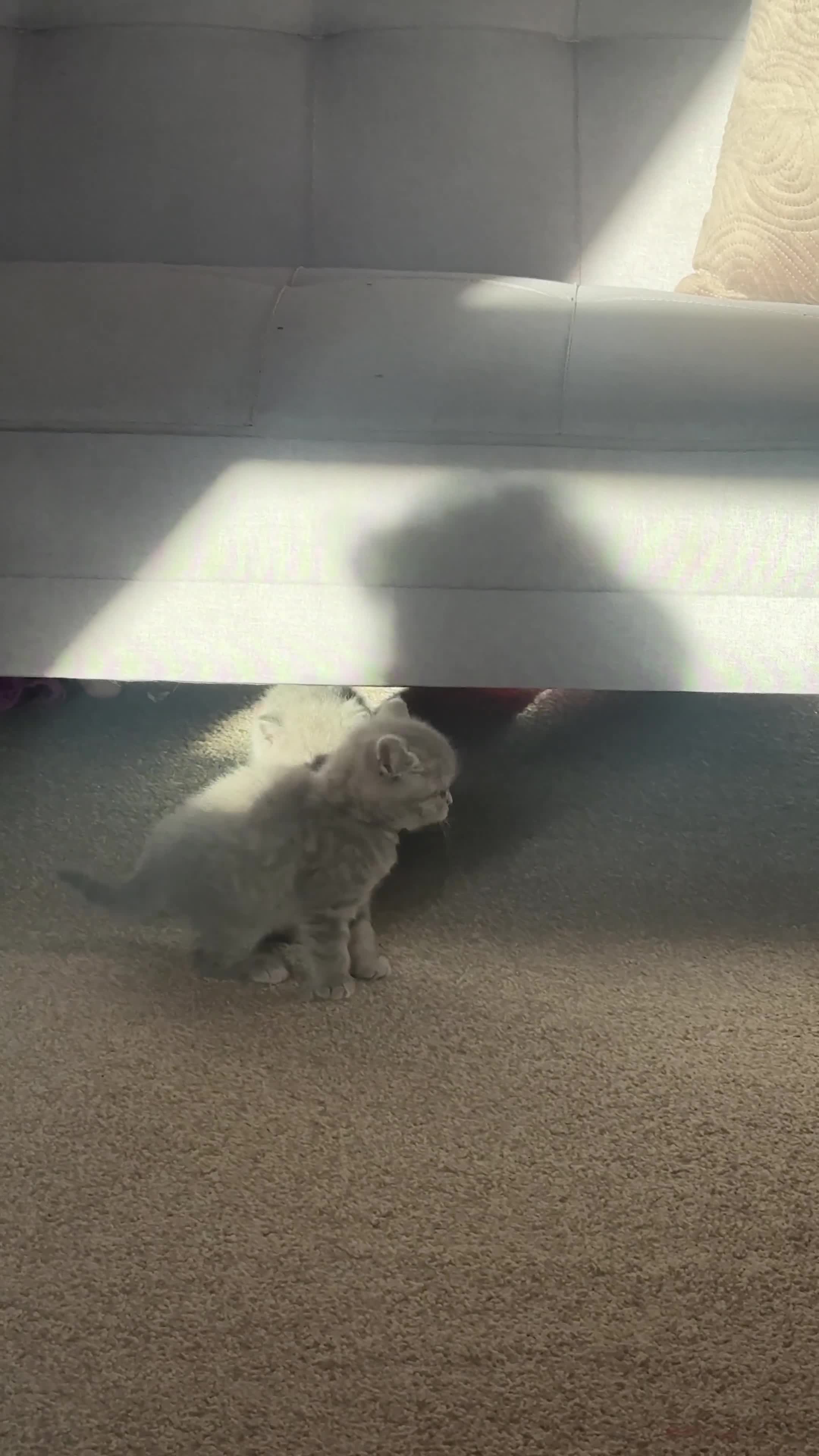 British Shorthair cats for sale: 5 British shorthair kittens  - Video 5