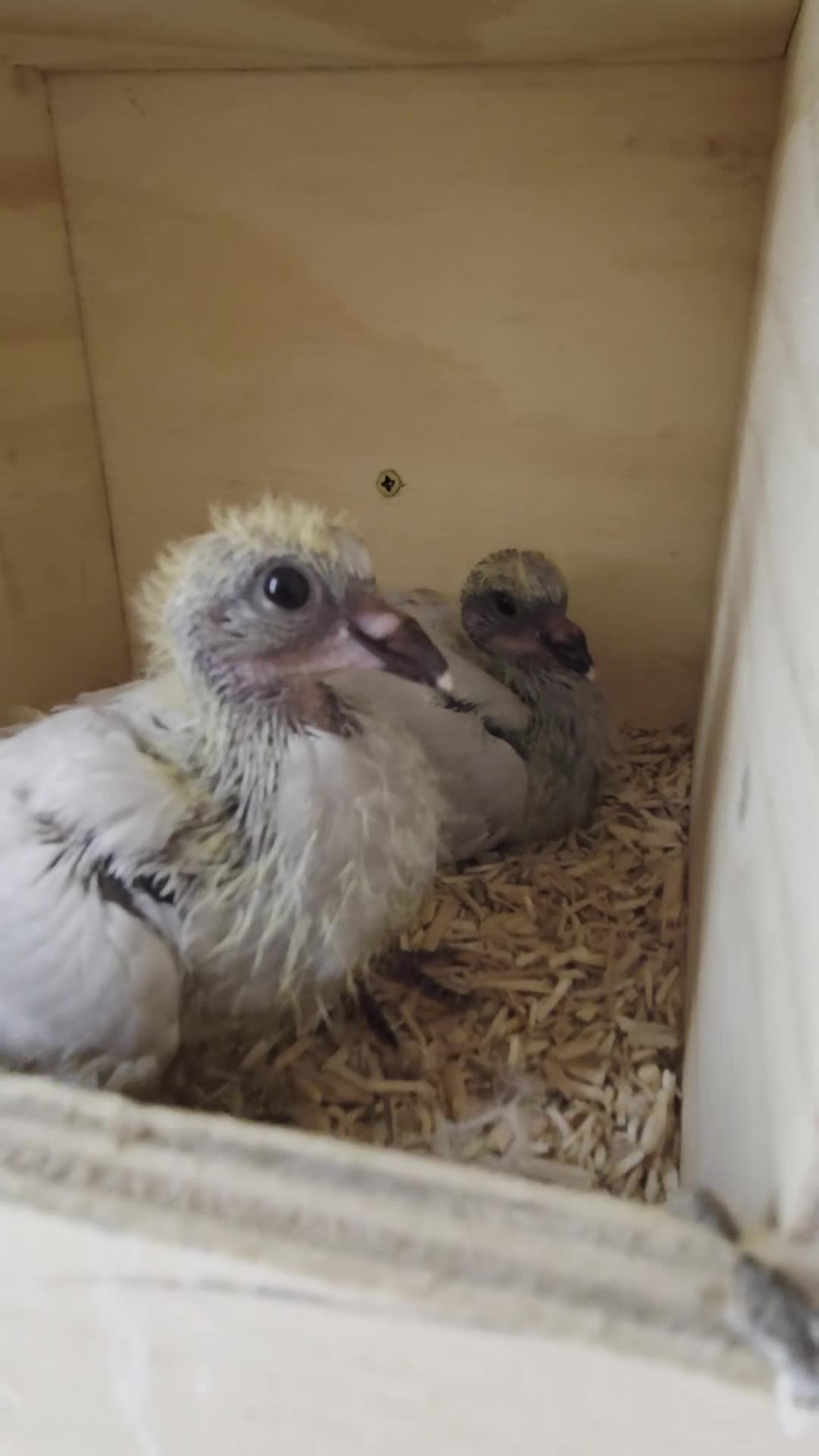 Pigeons birds for sale: Stunning German Owl Cross Ice Pigeon pair(related) in Manchester - Video 1